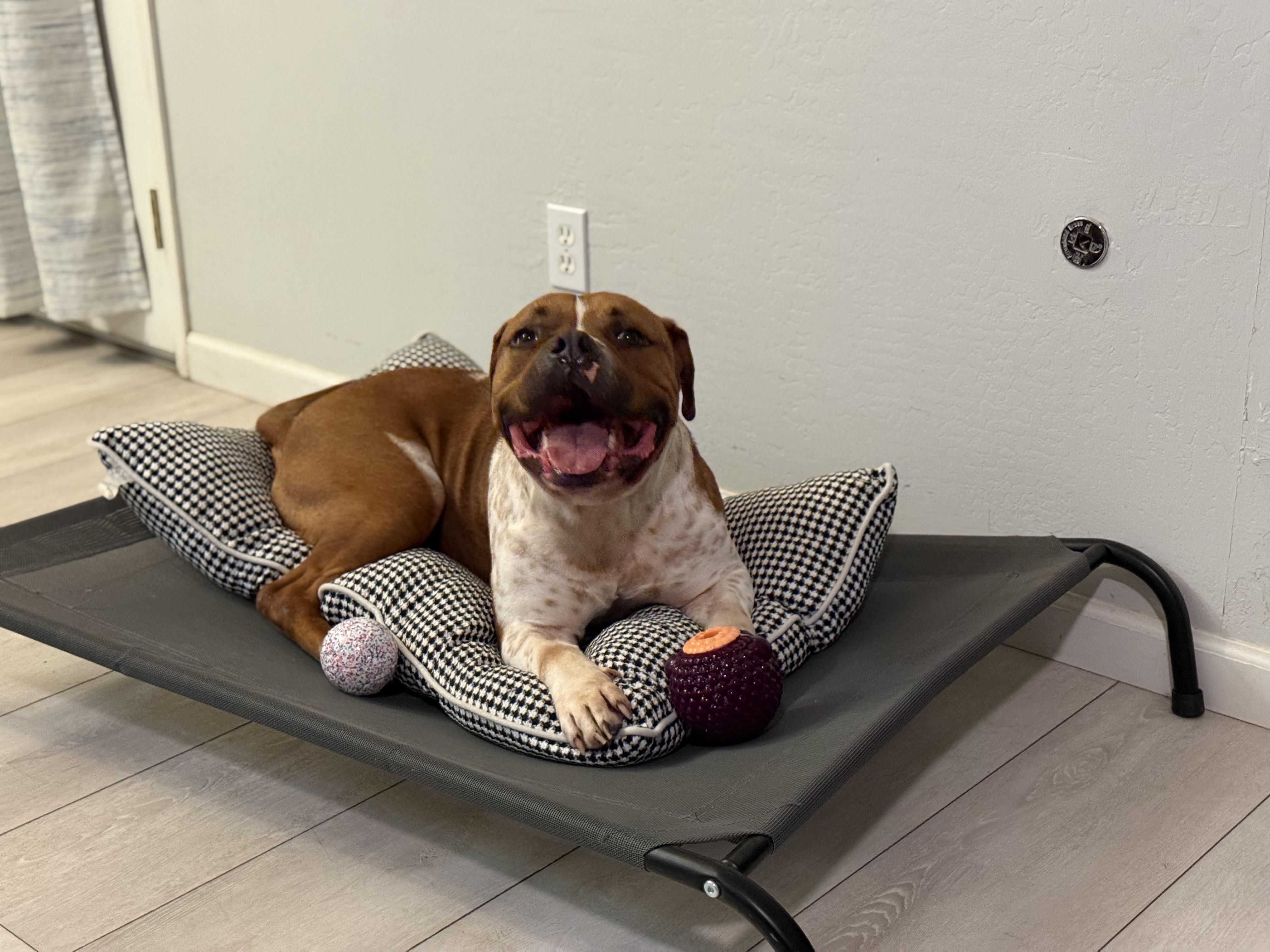 Enlarge Bobbie, a Adoptable mixed breed in West Hollywood, CA image 4/6
