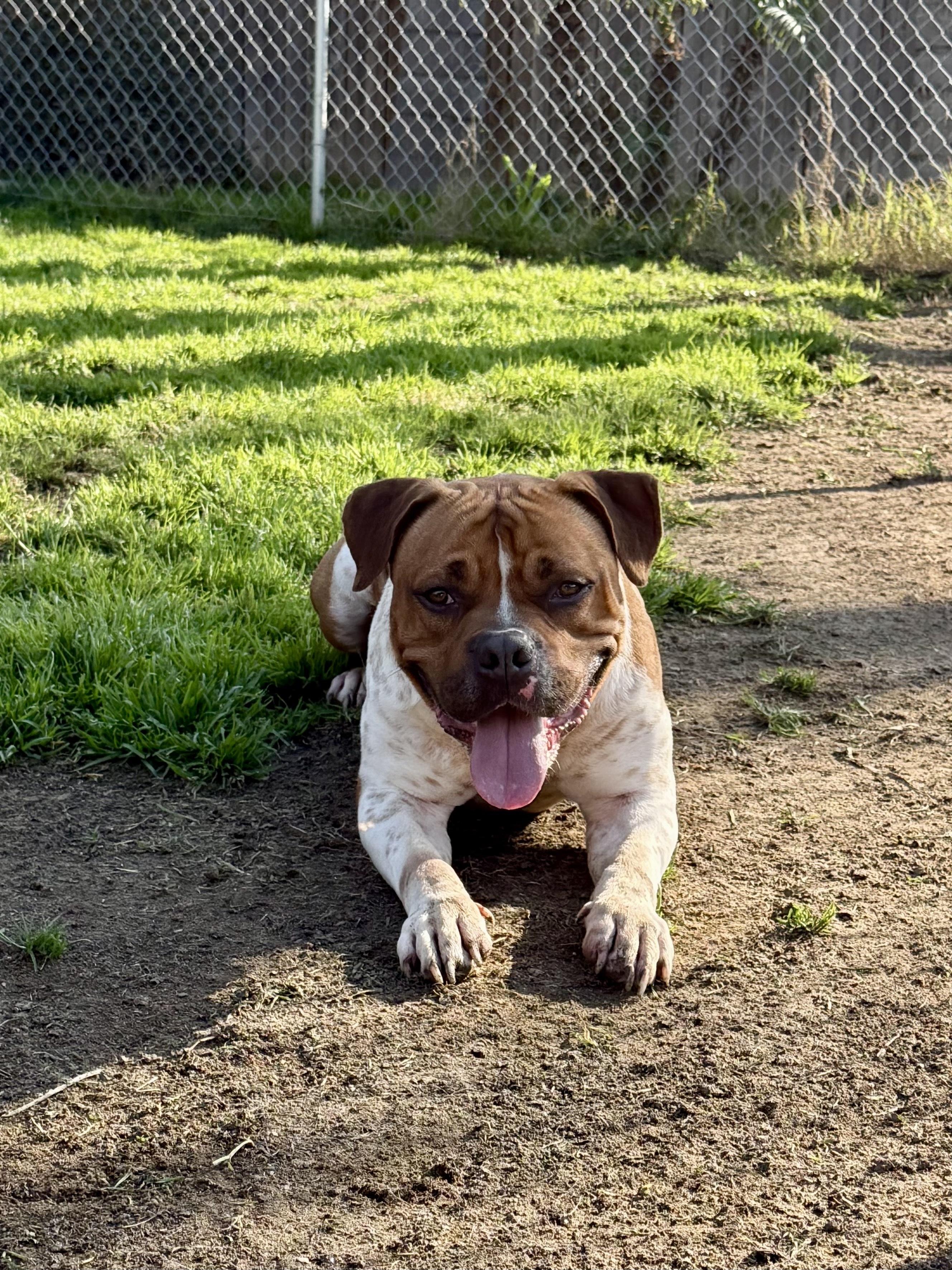 Enlarge Bobbie, a Adoptable mixed breed in West Hollywood, CA image 2/6
