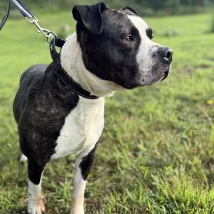 Holstein, Adoptable, Young Male Mixed Breed.