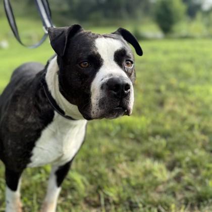 Enlarge Holstein, a Adoptable Mixed Breed in Janesville, WI image 2/2