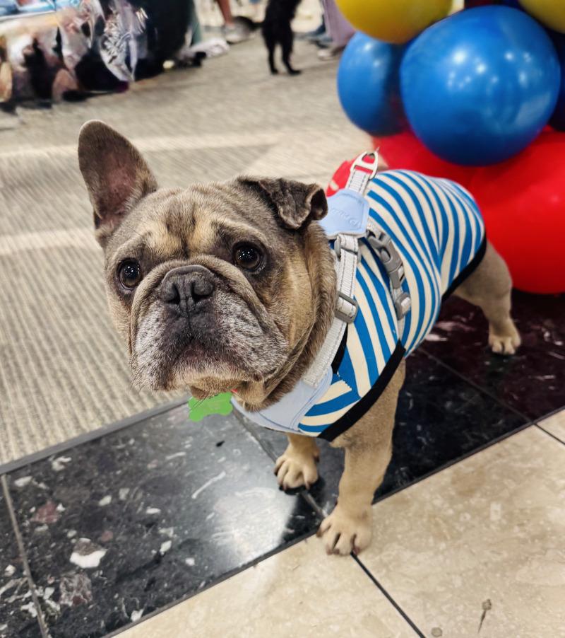 Kirby, Adoptable, Adult Male French Bulldog.