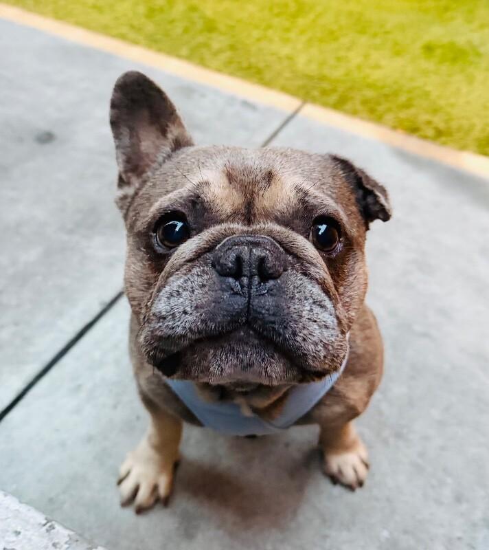 Kirby, Adoptable, Adult Male French Bulldog.