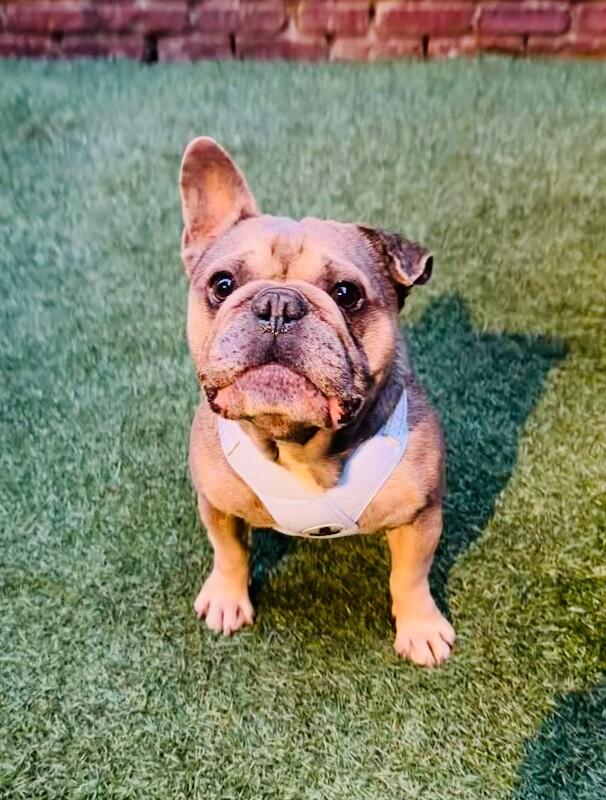 Enlarge Kirby, a Adoptable French Bulldog in Valley Village, CA image 2/2