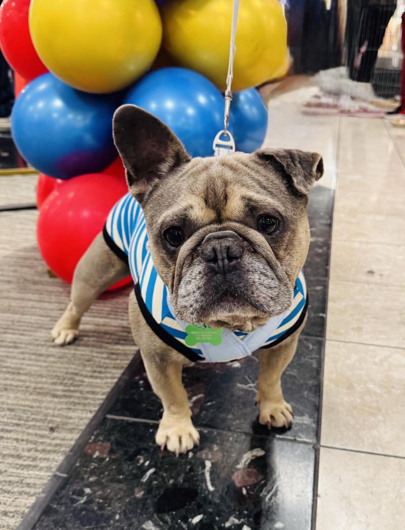 Enlarge Kirby, a Adoptable French Bulldog in Valley Village, CA image 4/4