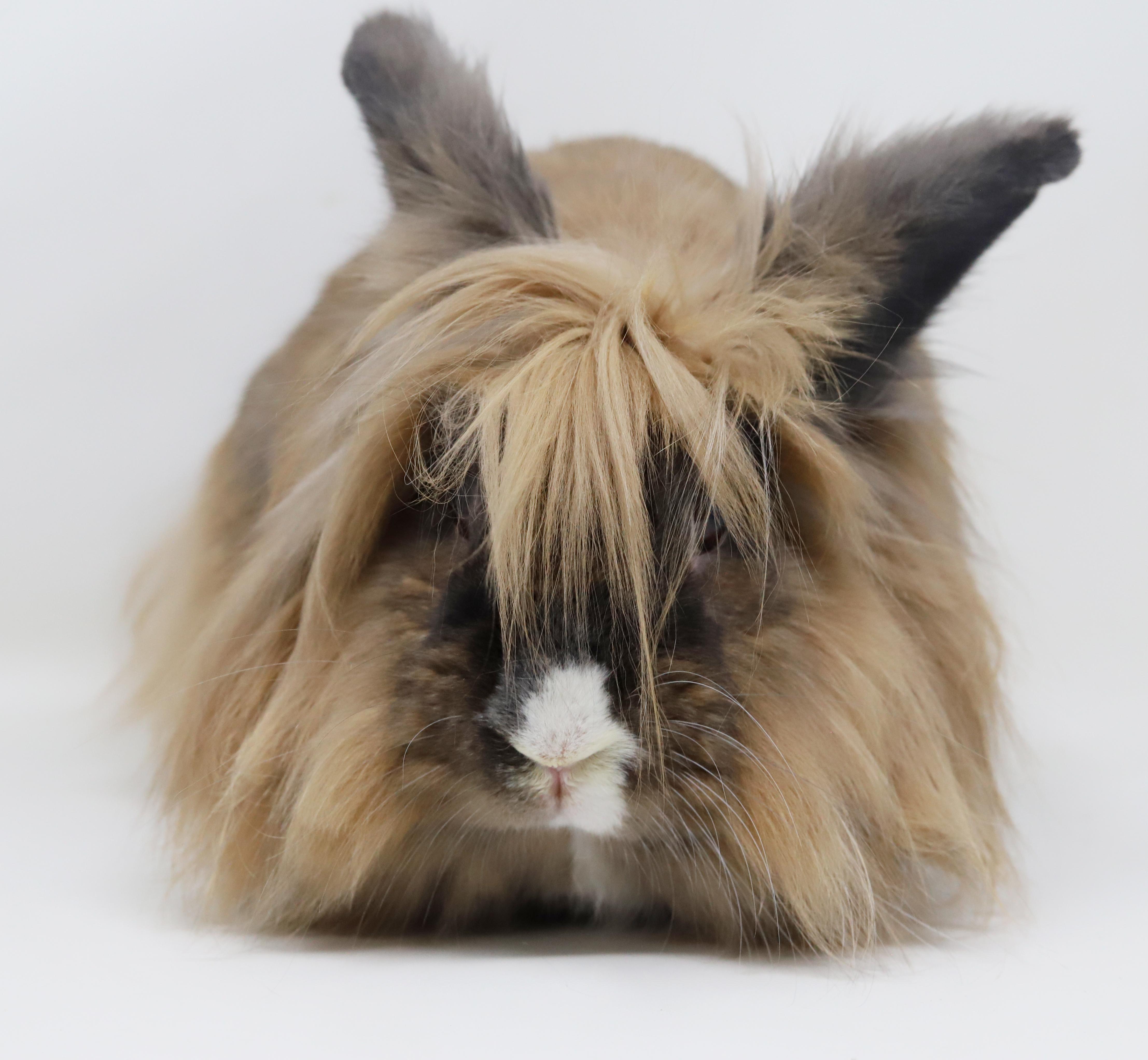 Enlarge Brooklyn is the best! She's SPAYED and GLAM and just awesome house bun!, a Adoptable Lionhead in Bedford Hills, NY image 1/6