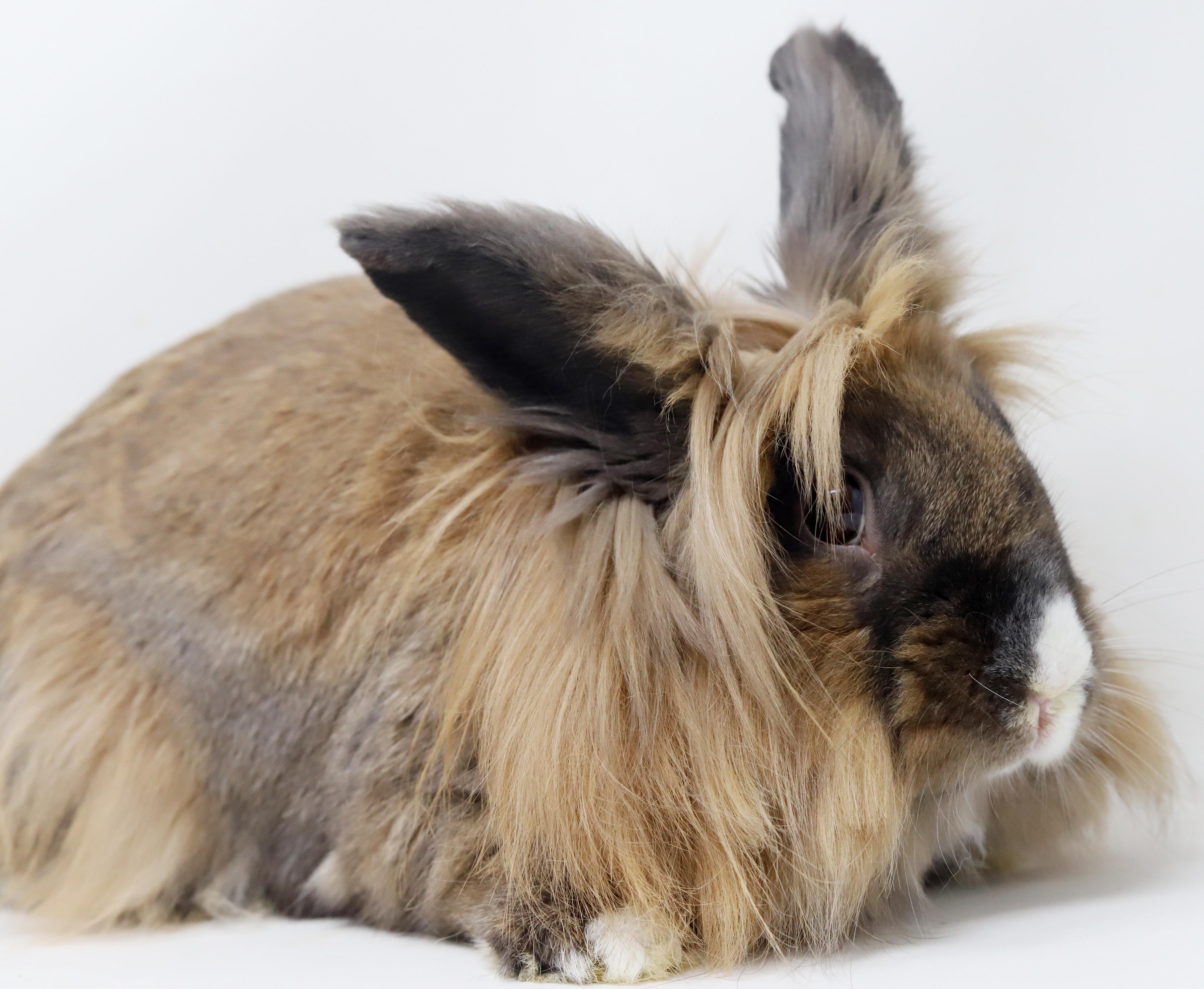 Enlarge Brooklyn is the best! She's SPAYED and GLAM and just awesome house bun!, a Adoptable Lionhead in Bedford Hills, NY image 6/6