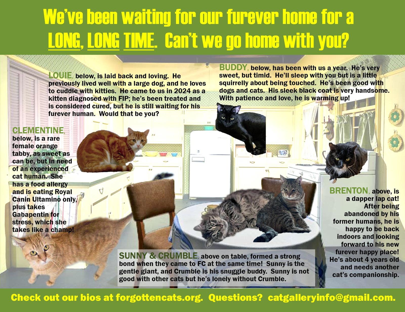 Longer Timers Parts 3 & 4: Female and Male, Adoptable, Adult Female Domestic Short Hair.