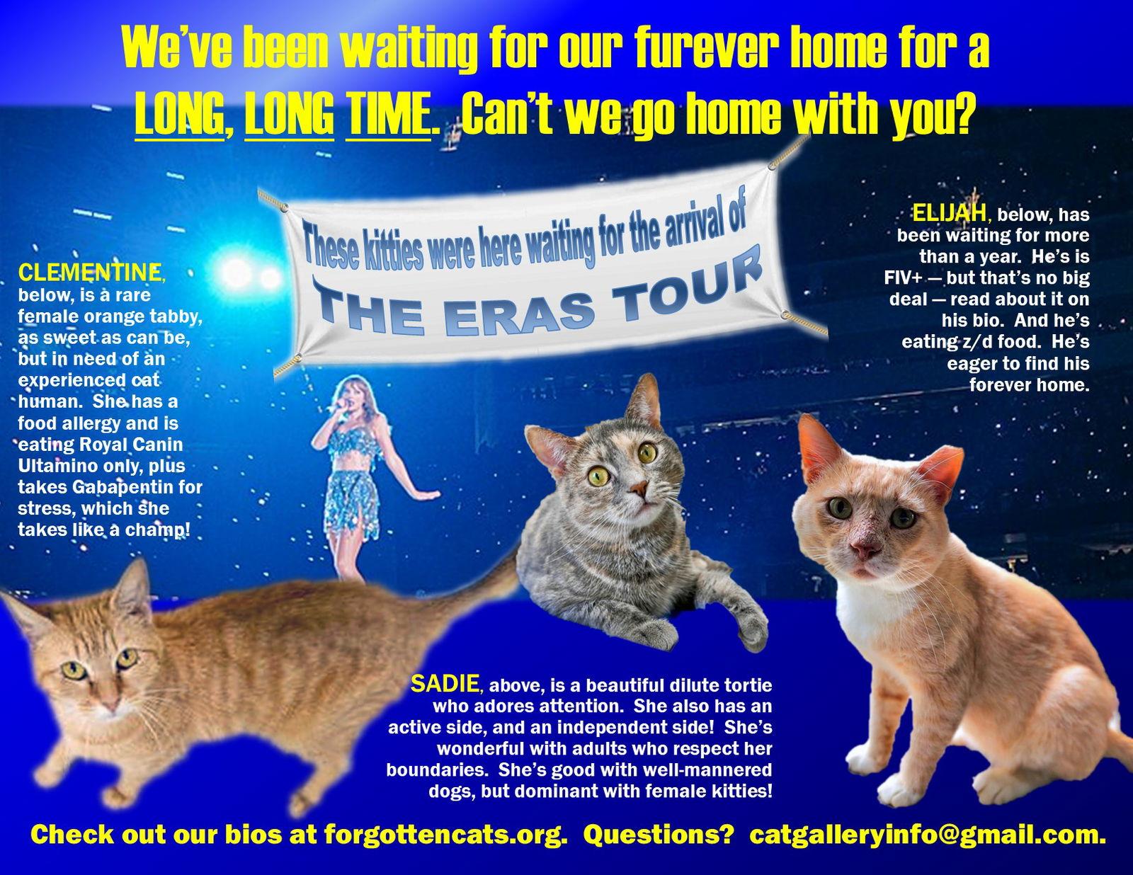 Enlarge Longer Timers Part 3: Female and Male, a Adoptable Domestic Short Hair in Greenville, DE image 1/1