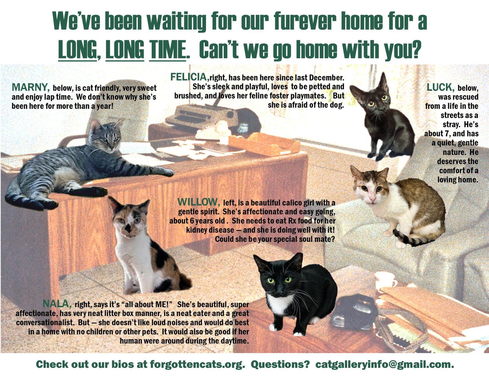 Longer Timers Parts 3 & 4: Female and Male, a Adoptable Domestic Short Hair in Greenville, DE image 2/2