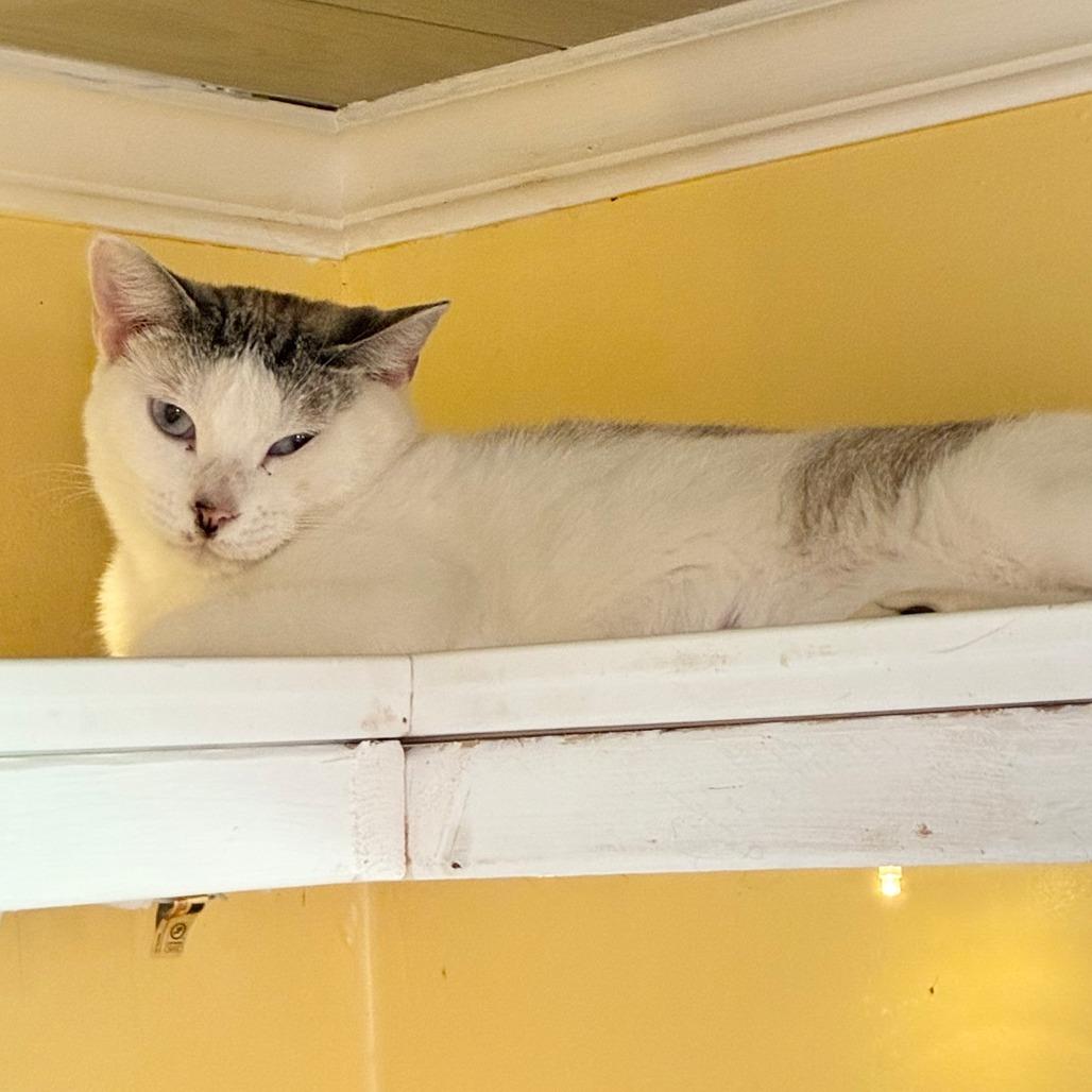Downy, Adoptable, Adult Female Domestic Short Hair.
