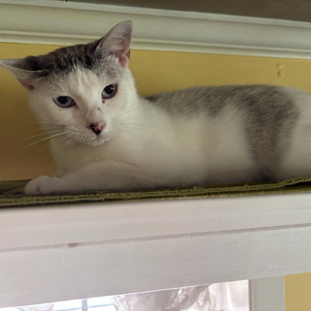 Enlarge Downy, a Adoptable Domestic Short Hair in Carencro, LA image 2/3