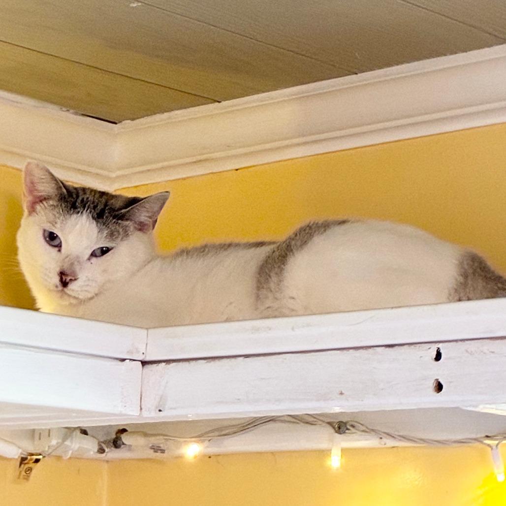 Enlarge Downy, a Adoptable Domestic Short Hair in Carencro, LA image 3/3