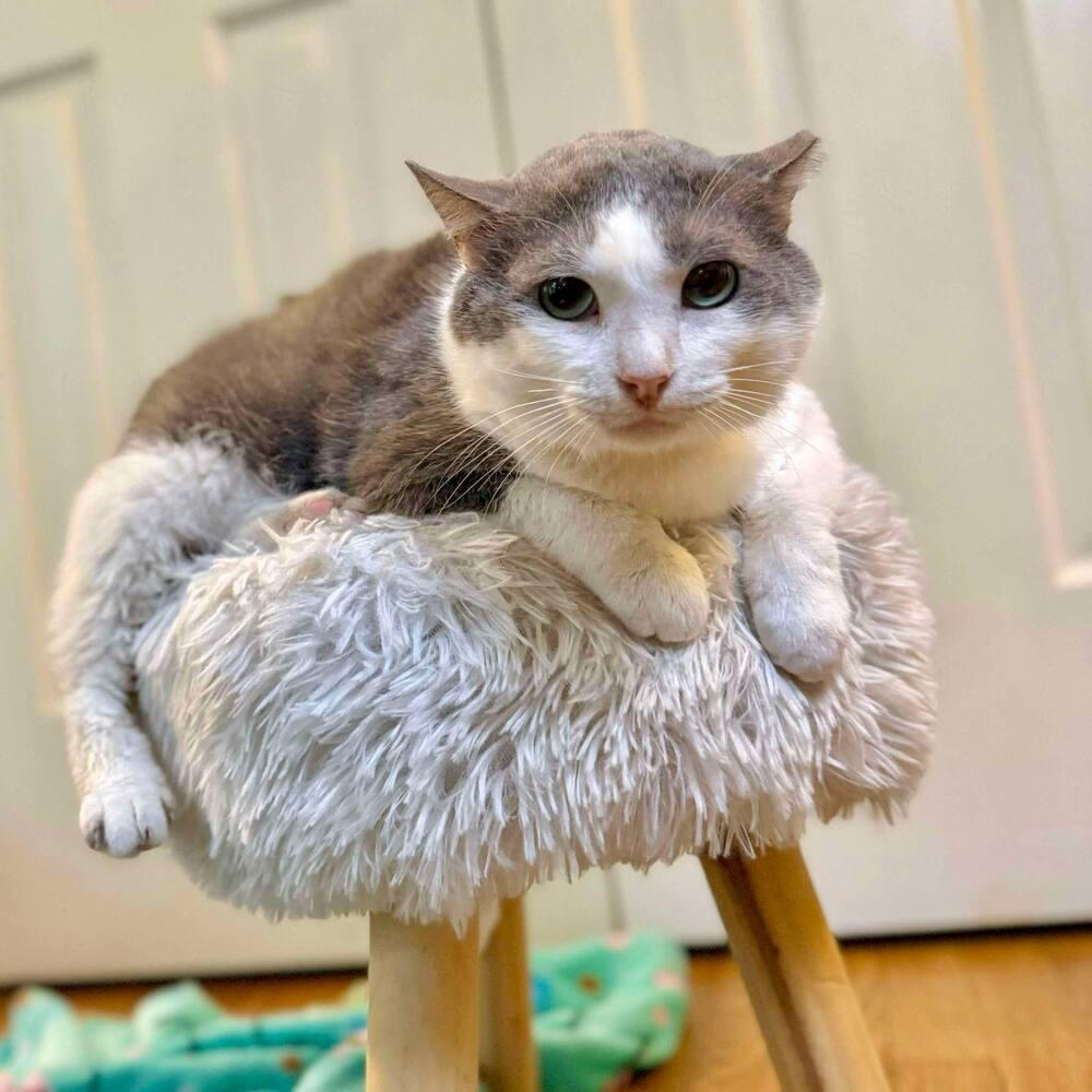 Enlarge Nimbus, a Adoptable Domestic Short Hair in Raleigh, NC image 1/6