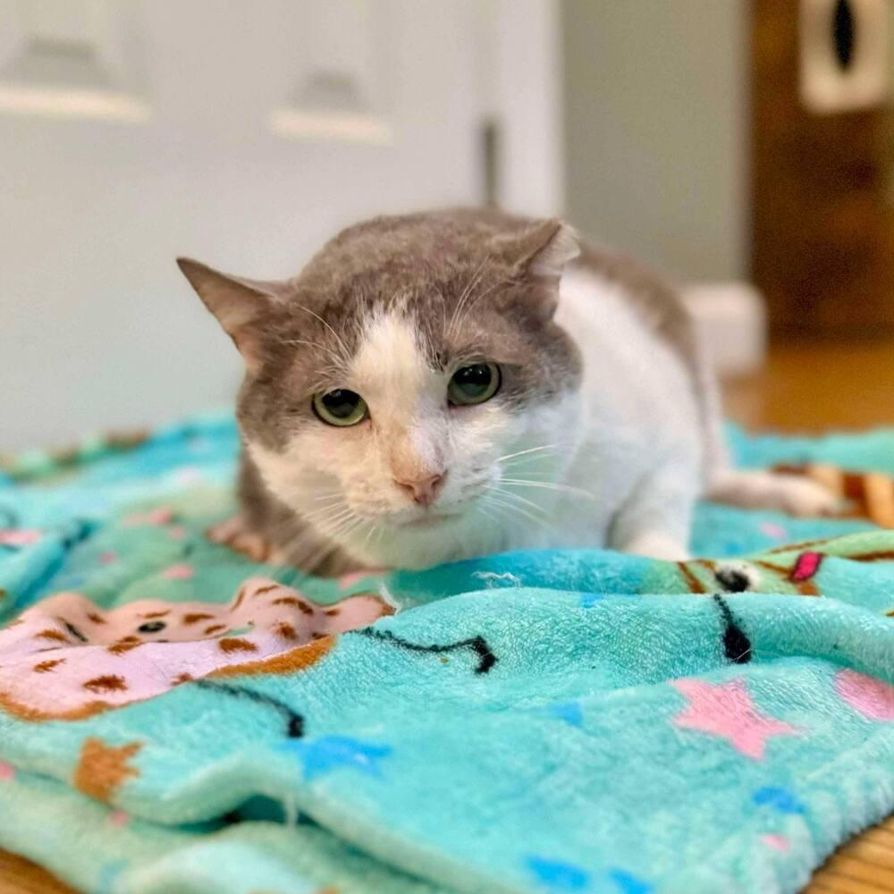 Enlarge Nimbus, a Adoptable Domestic Short Hair in Raleigh, NC image 2/6