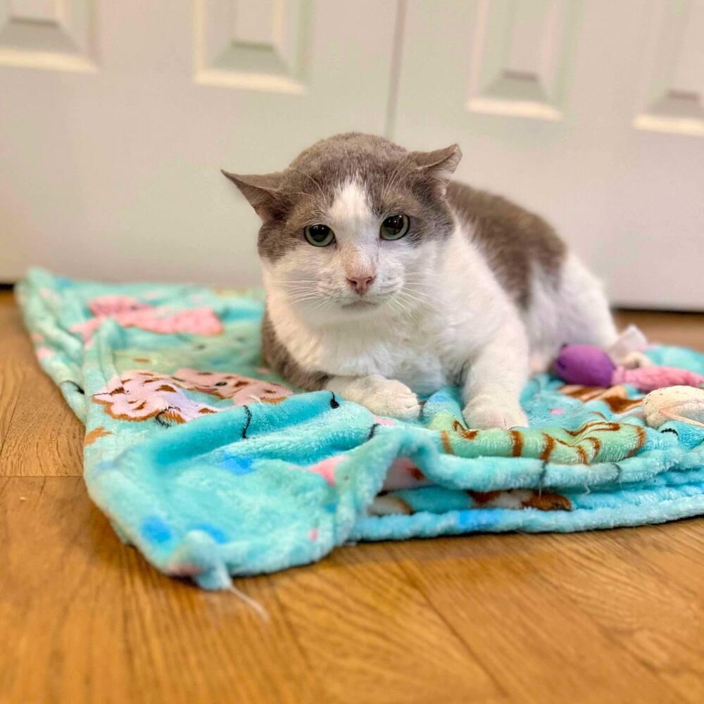 Enlarge Nimbus, a Adoptable Domestic Short Hair in Raleigh, NC image 3/6