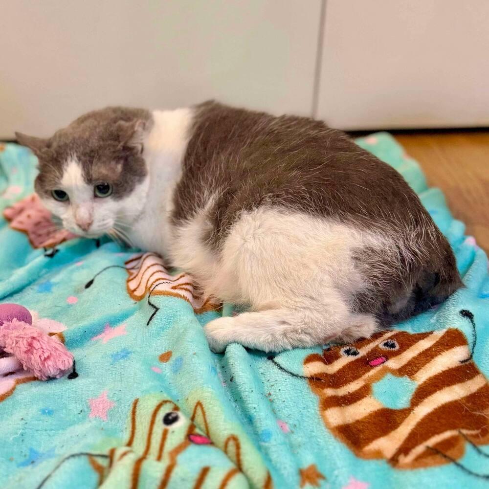 Enlarge Nimbus, a Adoptable Domestic Short Hair in Raleigh, NC image 4/6