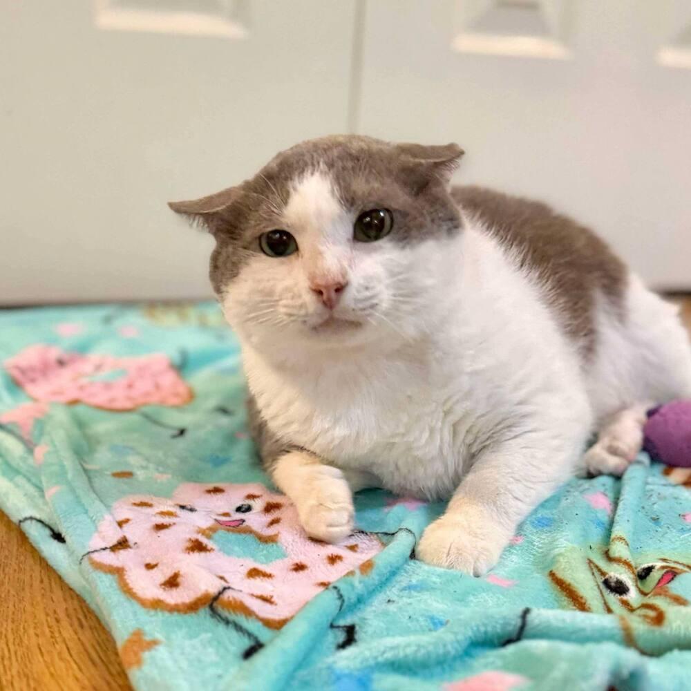 Enlarge Nimbus, a Adoptable Domestic Short Hair in Raleigh, NC image 5/6