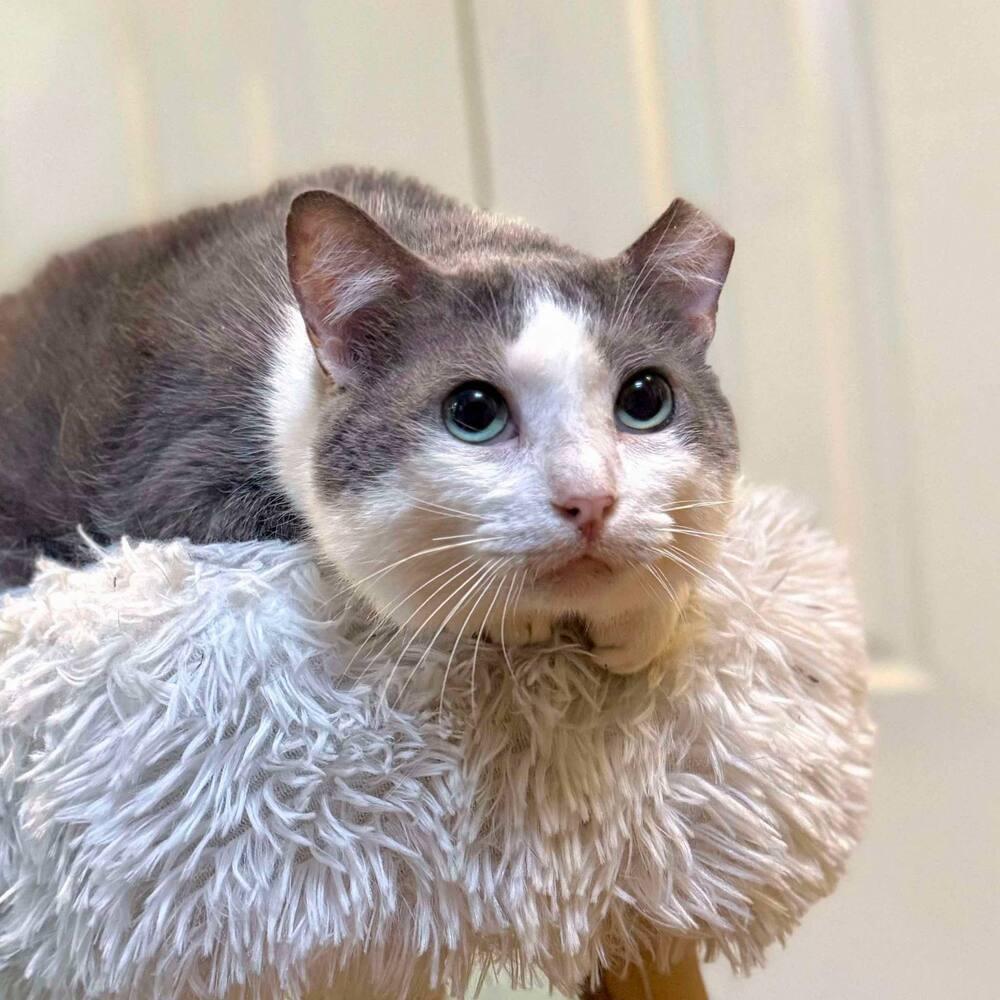 Enlarge Nimbus, a Adoptable Domestic Short Hair in Raleigh, NC image 6/6