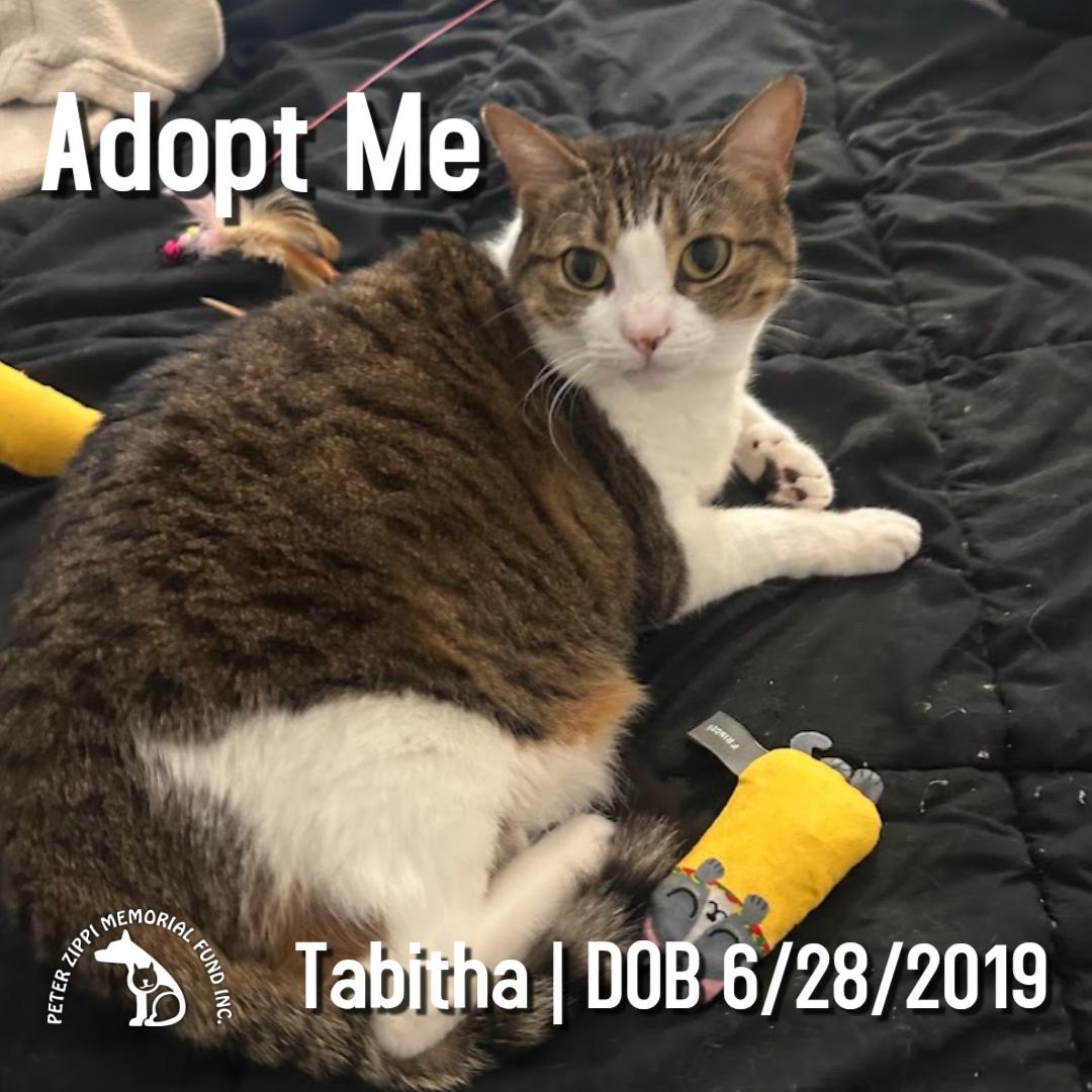 Tabitha, ADOPTABLE, Adult Female Tabby & Domestic Short Hair.