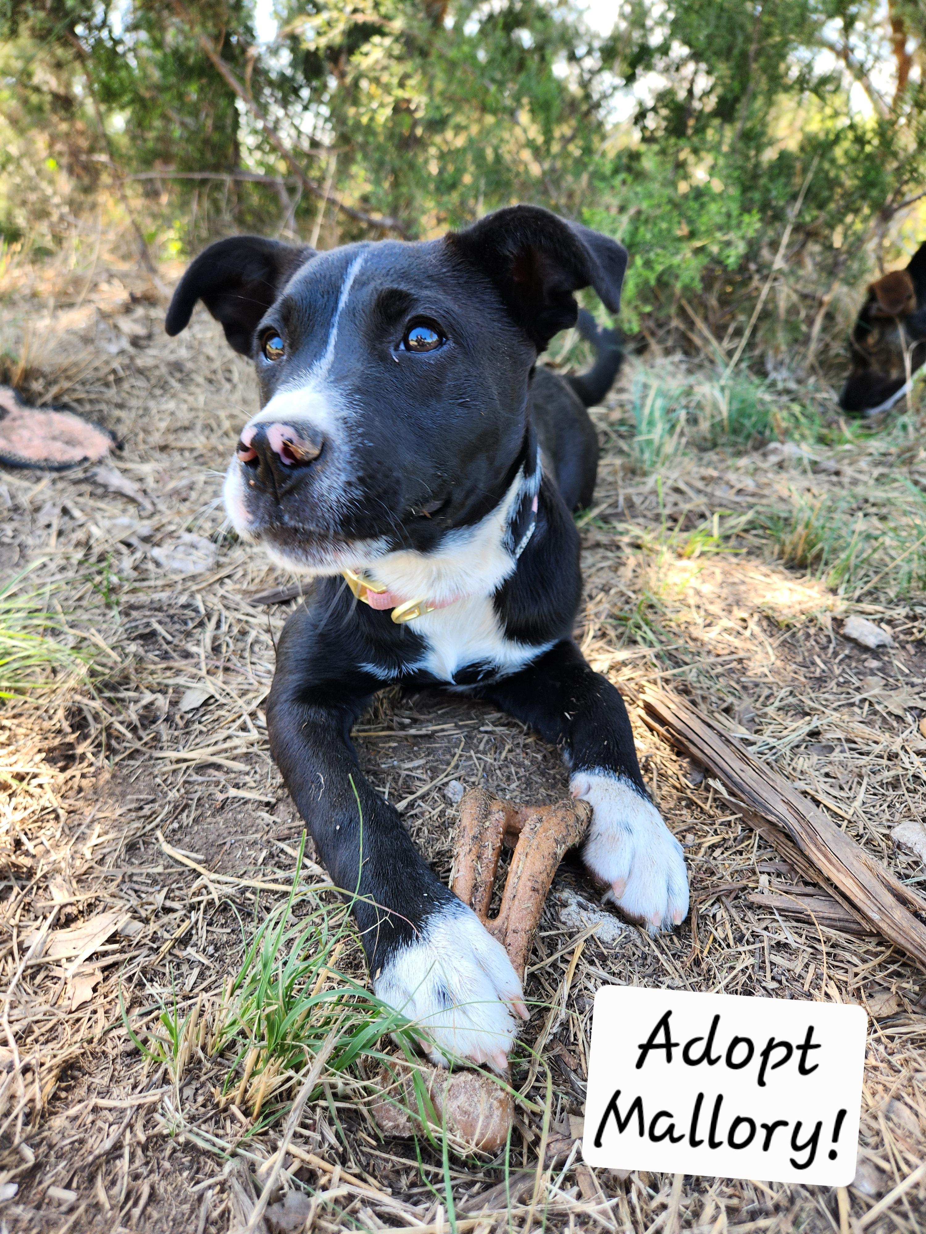 Mallory, ADOPTABLE, Young Female Black Labrador Retriever.