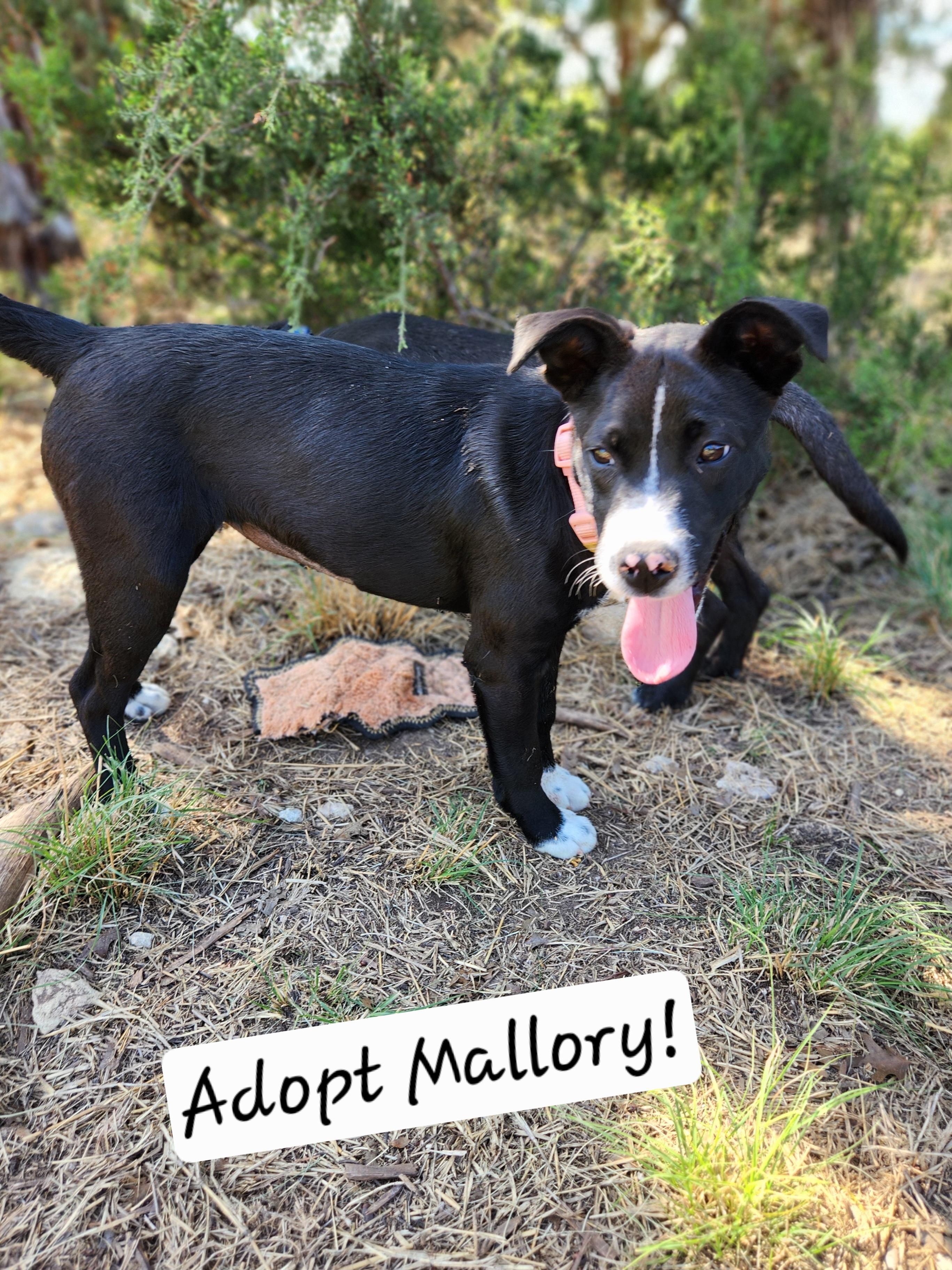 Enlarge Mallory, a ADOPTABLE mixed breed in Killeen, TX image 5/5