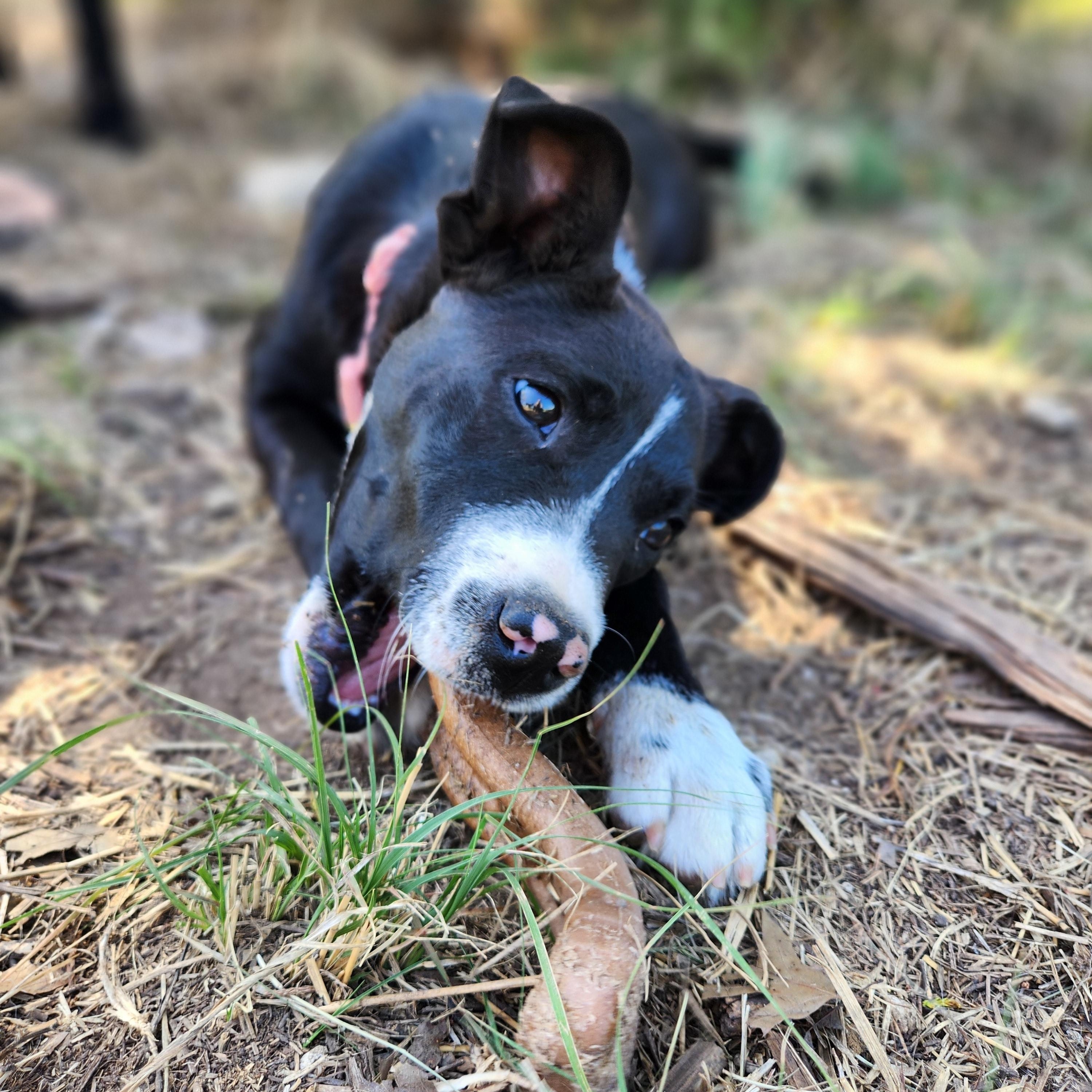 Enlarge Mallory, a ADOPTABLE mixed breed in Killeen, TX image 3/5