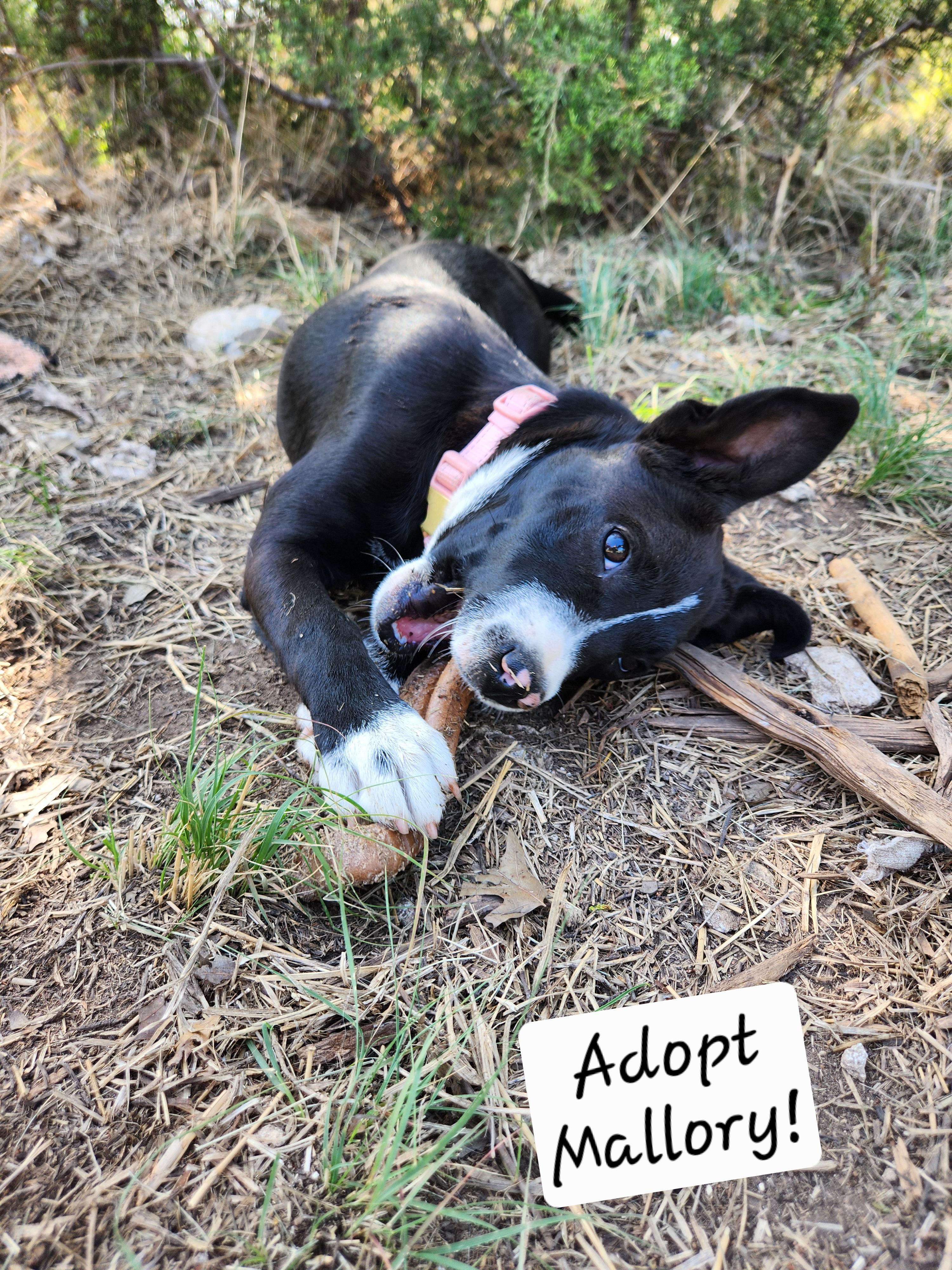 Enlarge Mallory, a ADOPTABLE mixed breed in Killeen, TX image 4/5