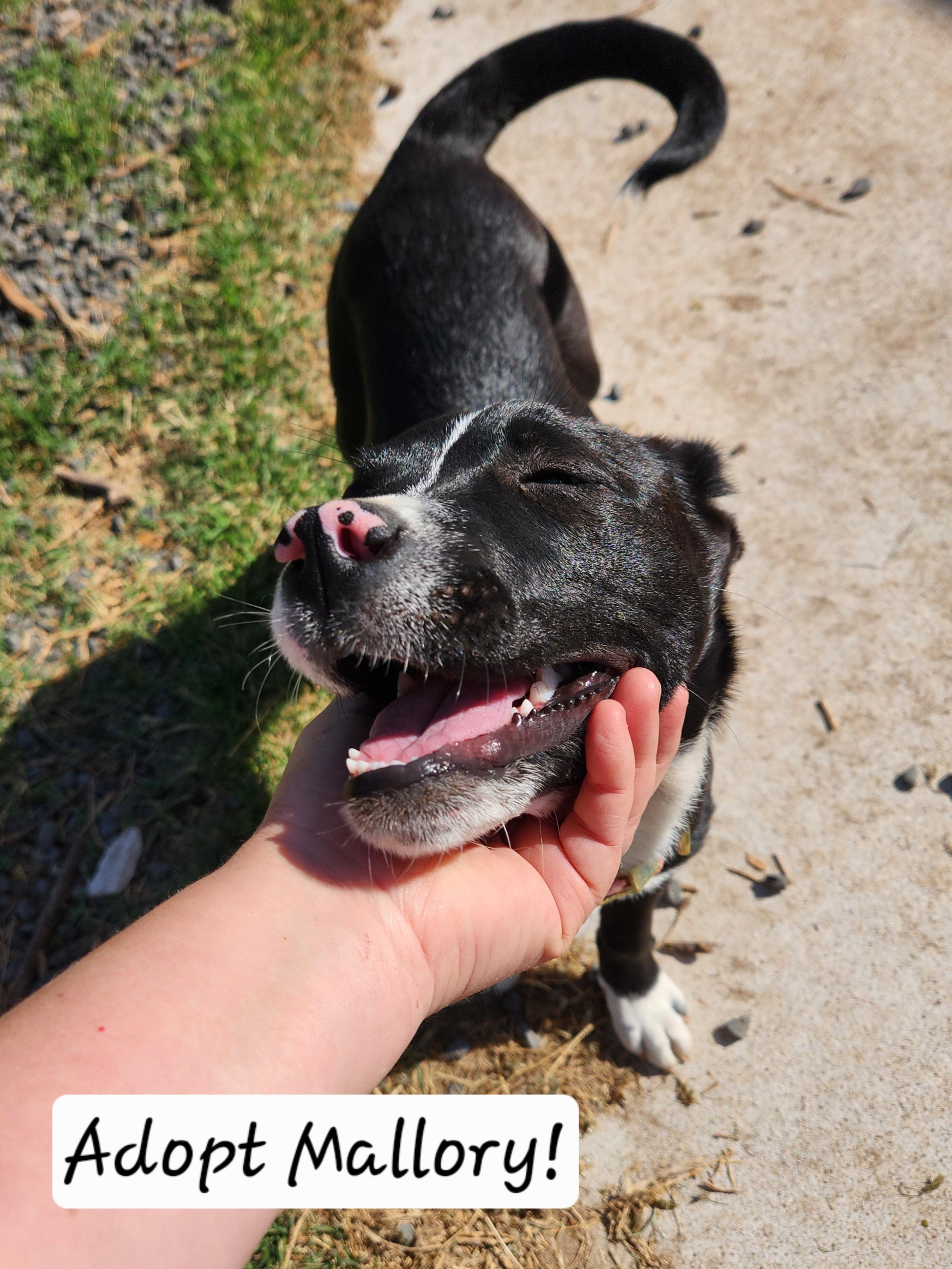 Enlarge Mallory, a ADOPTABLE mixed breed in Killeen, TX image 2/5