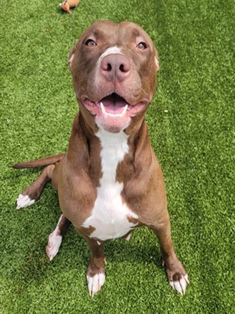 SIDEWALK CHALK, Adoptable, Adult Female Pit Bull Terrier.