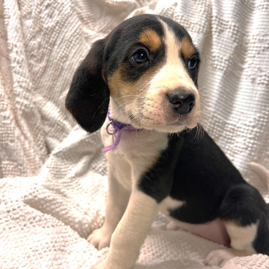 Eve's Pup- Marjorie — thumbnail 2