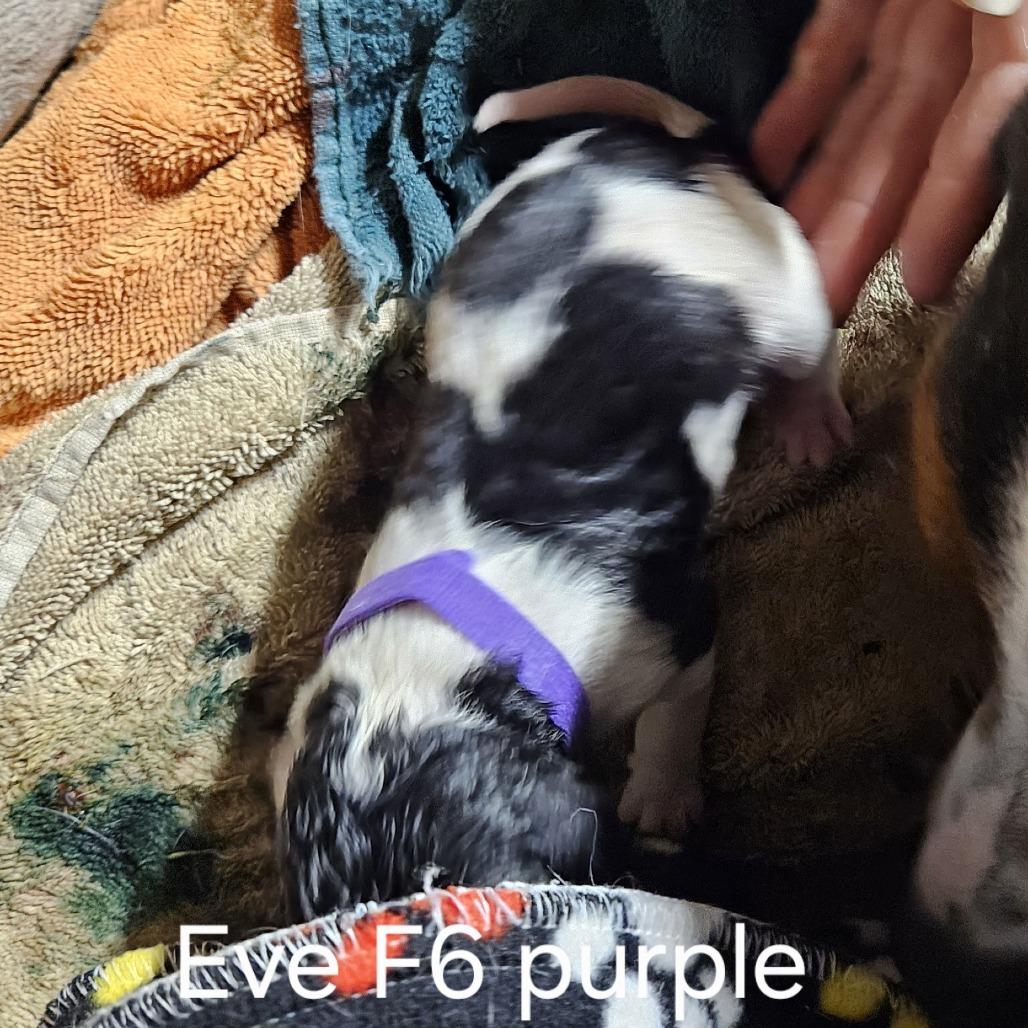 Eve's Pup- Marjorie — thumbnail 3