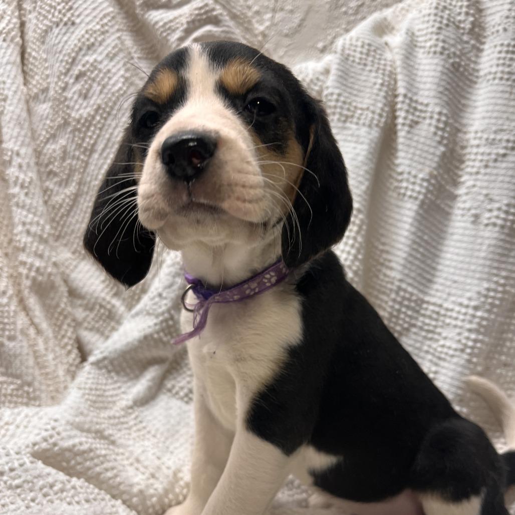 Eve's Pup- Marjorie — thumbnail 5