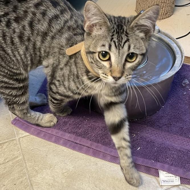 Mr. Bennet, a Adoptable Domestic Short Hair in Laramie, WY image 1/5