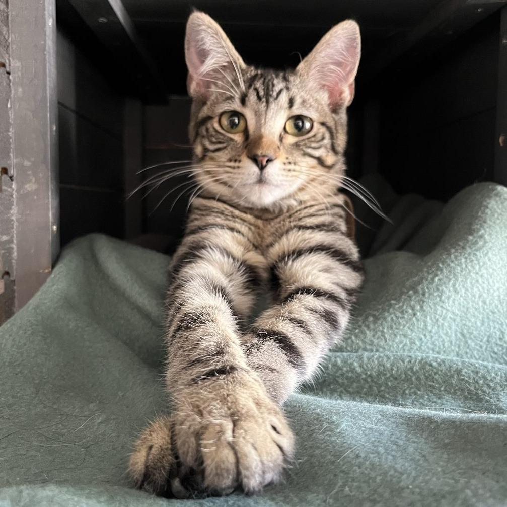 Mr. Bennet, a Adoptable Domestic Short Hair in Laramie, WY image 2/5