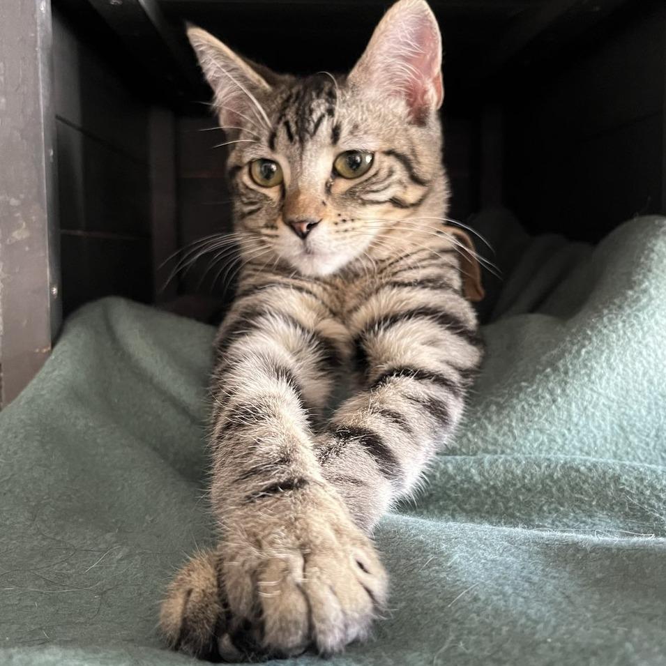 Mr. Bennet, a Adoptable Domestic Short Hair in Laramie, WY image 3/5