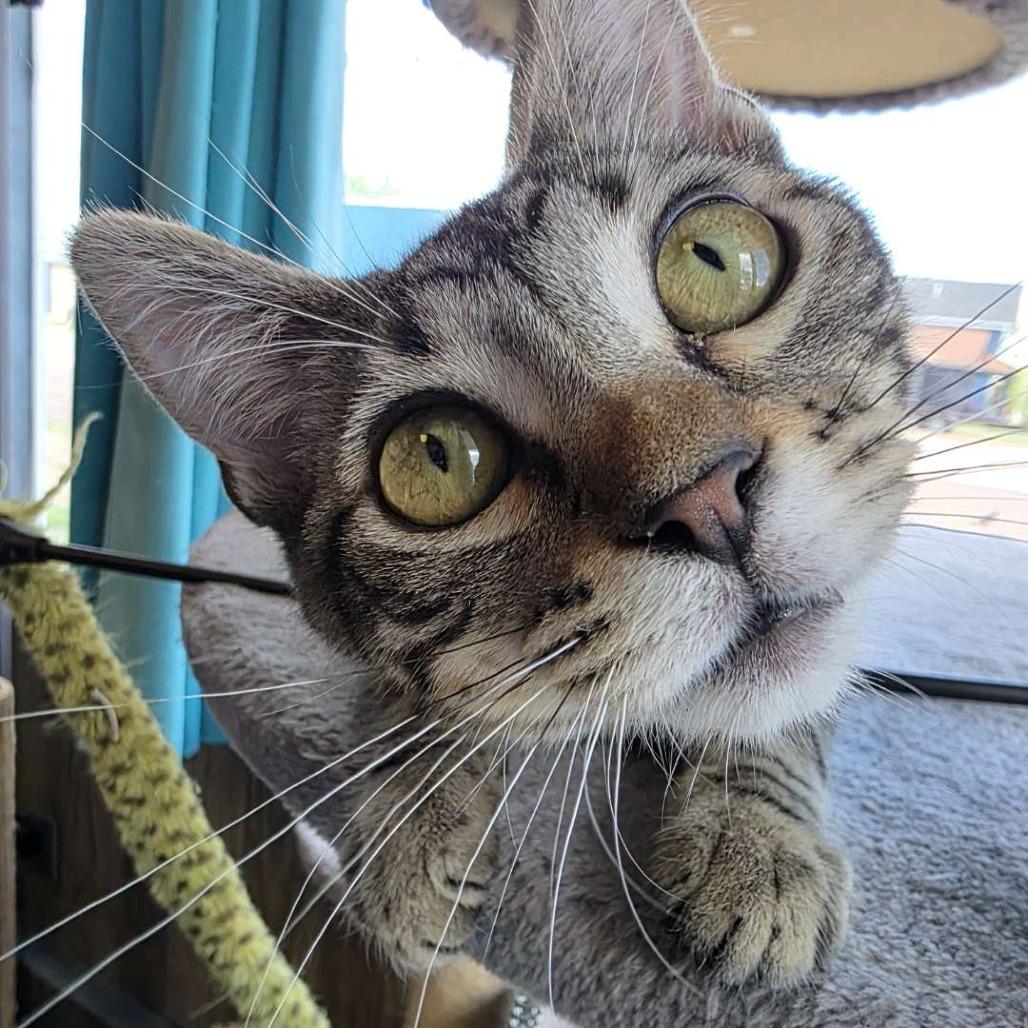 Mr. Bennet, a Adoptable Domestic Short Hair in Laramie, WY image 4/5