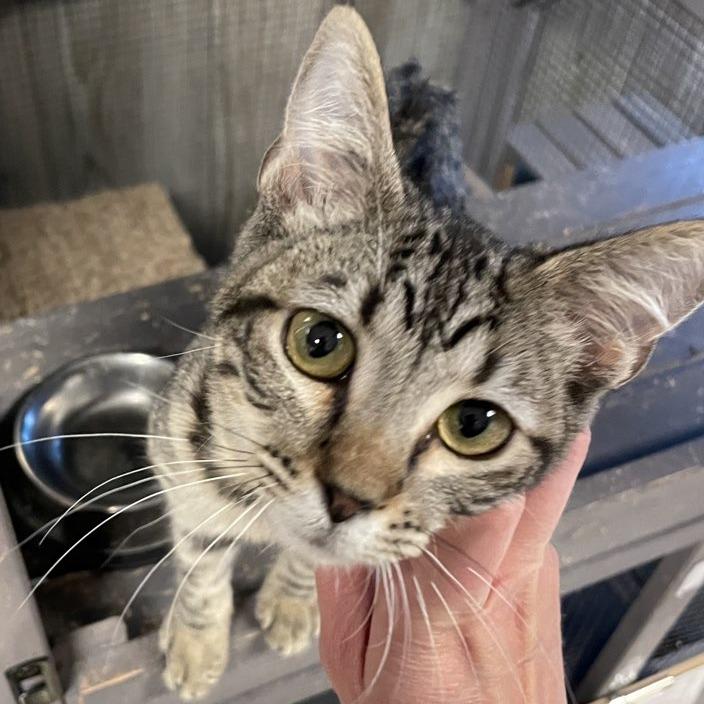 Mr. Bennet, a Adoptable Domestic Short Hair in Laramie, WY image 5/5