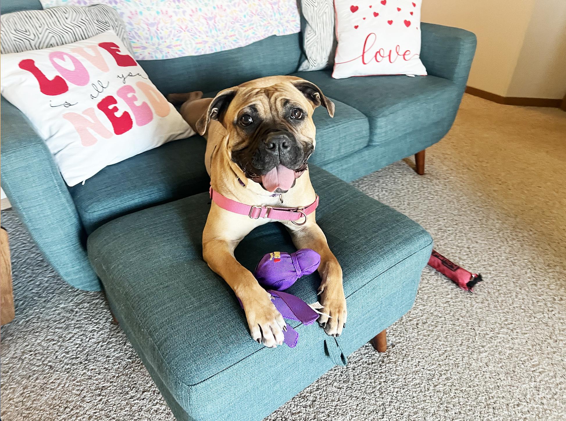 Nova - Loving, playful sweetheart! Lap dog! 3