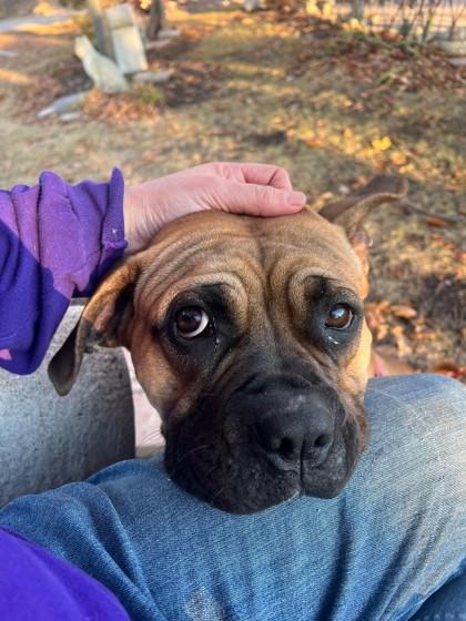 Nova - Loving, playful sweetheart! Lap dog! 4