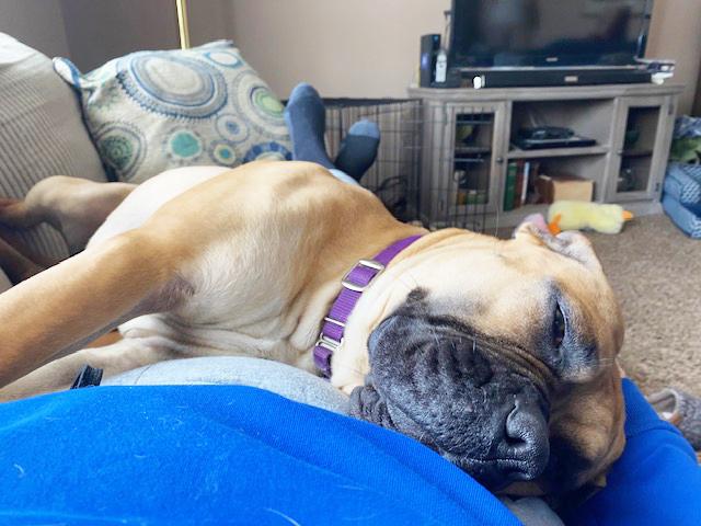 Nova - Loving, playful sweetheart! Lap dog! 2