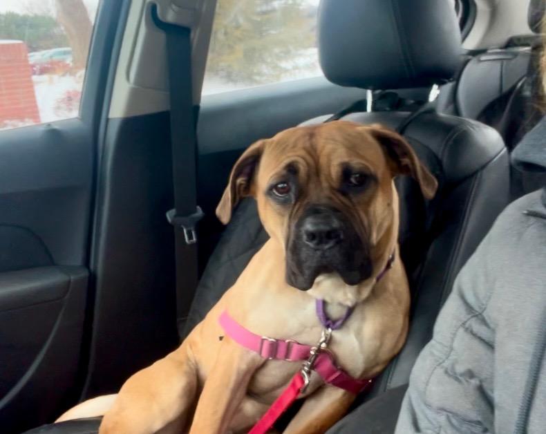 Nova - Loving, playful sweetheart! Lap dog! 5