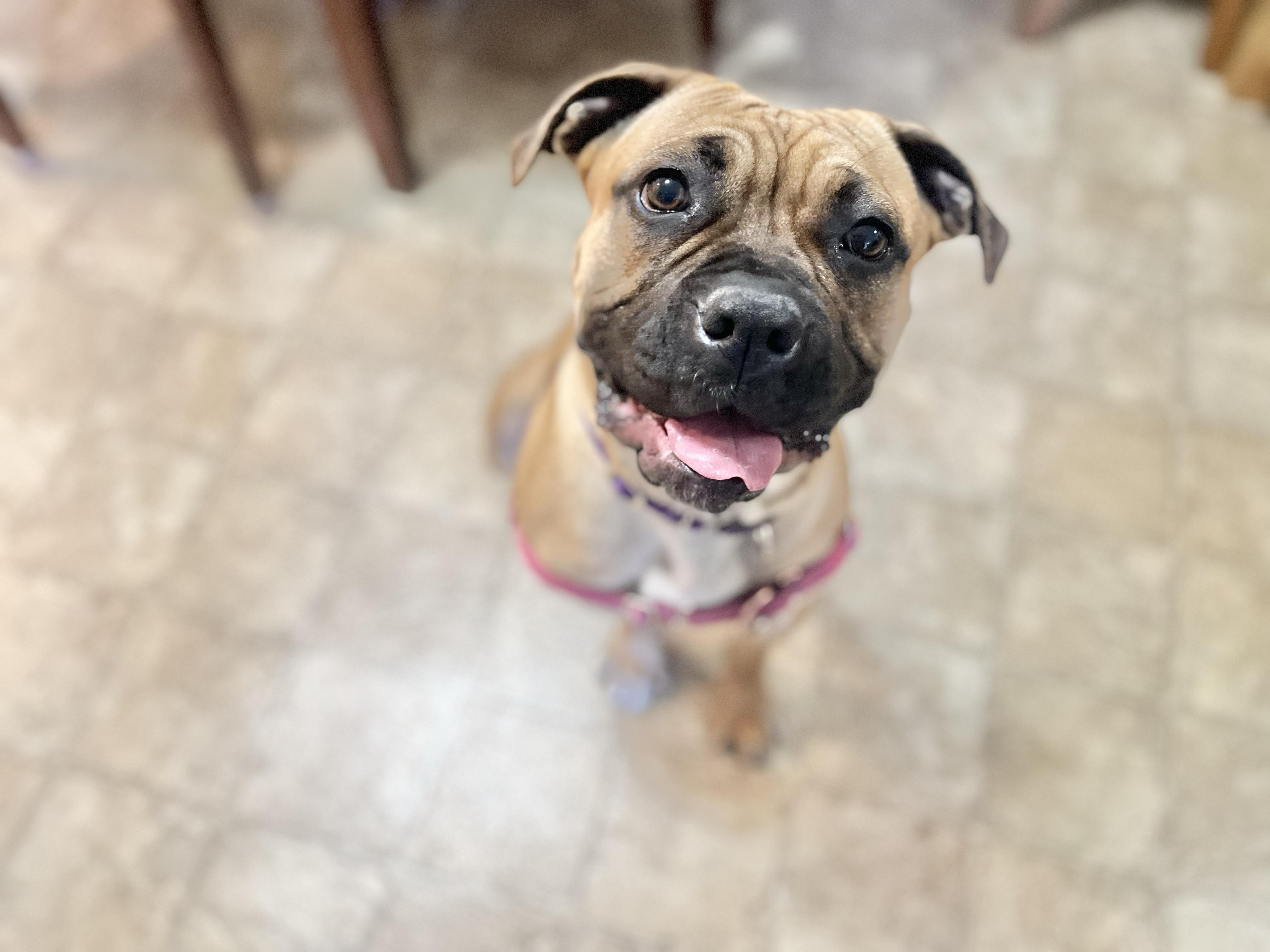 Nova - Loving, playful sweetheart! Lap dog!