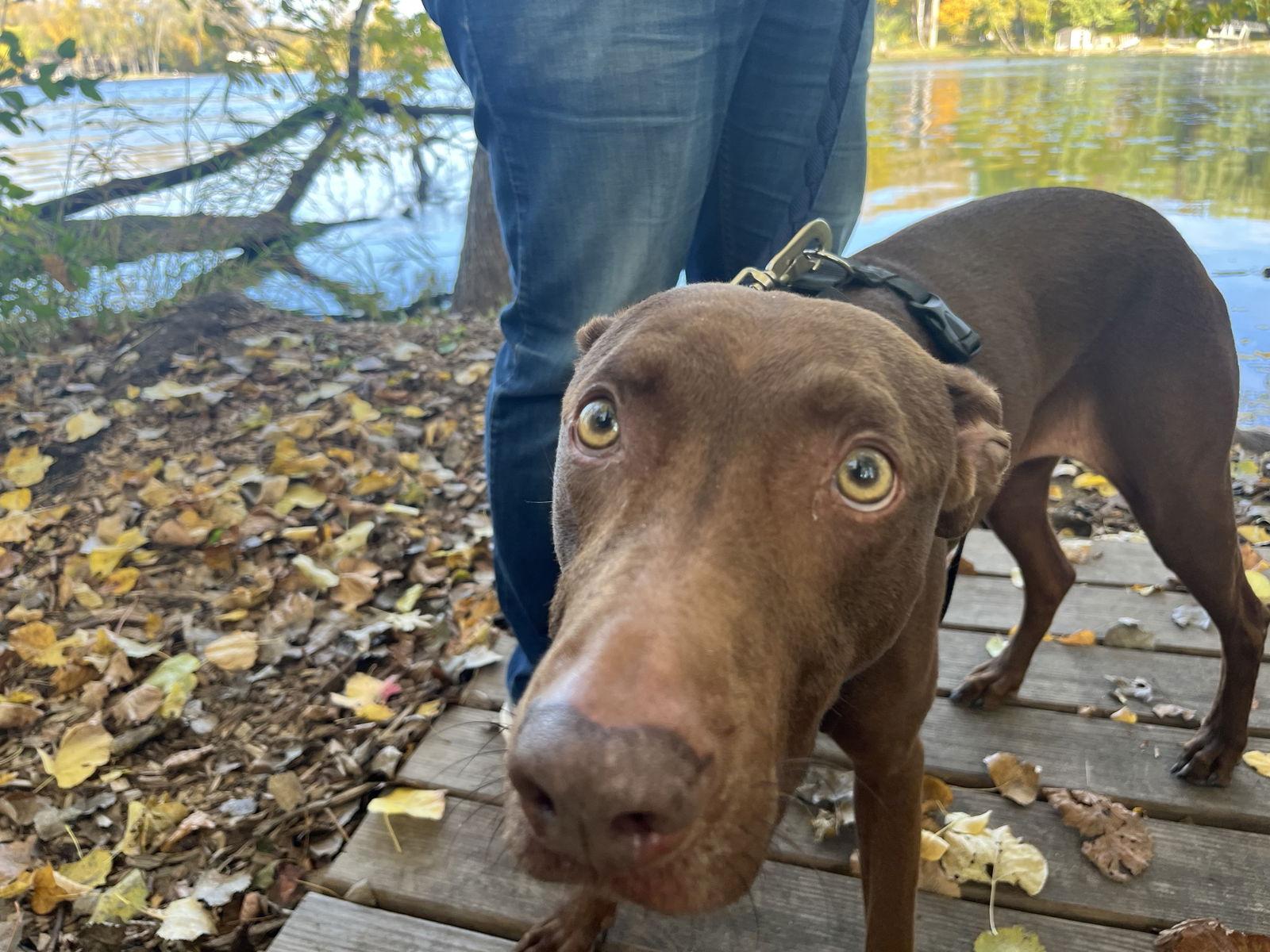 Enlarge Maggie, a Adoptable mixed breed in Minneapolis, MN image 2/3