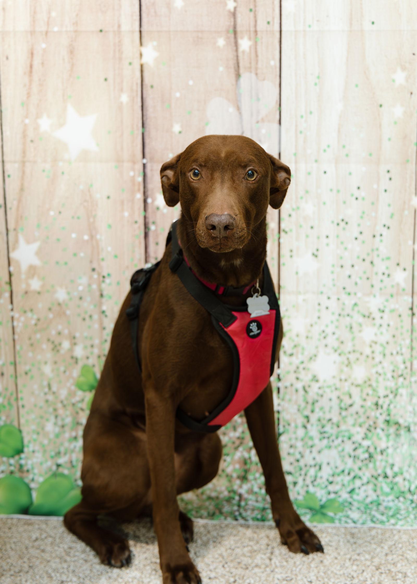 Enlarge Maggie, a Adoptable mixed breed in Minneapolis, MN image 2/3