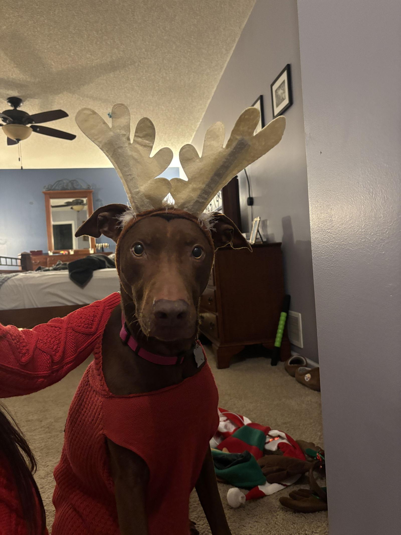 Enlarge Maggie, a Adoptable mixed breed in Minneapolis, MN image 3/3