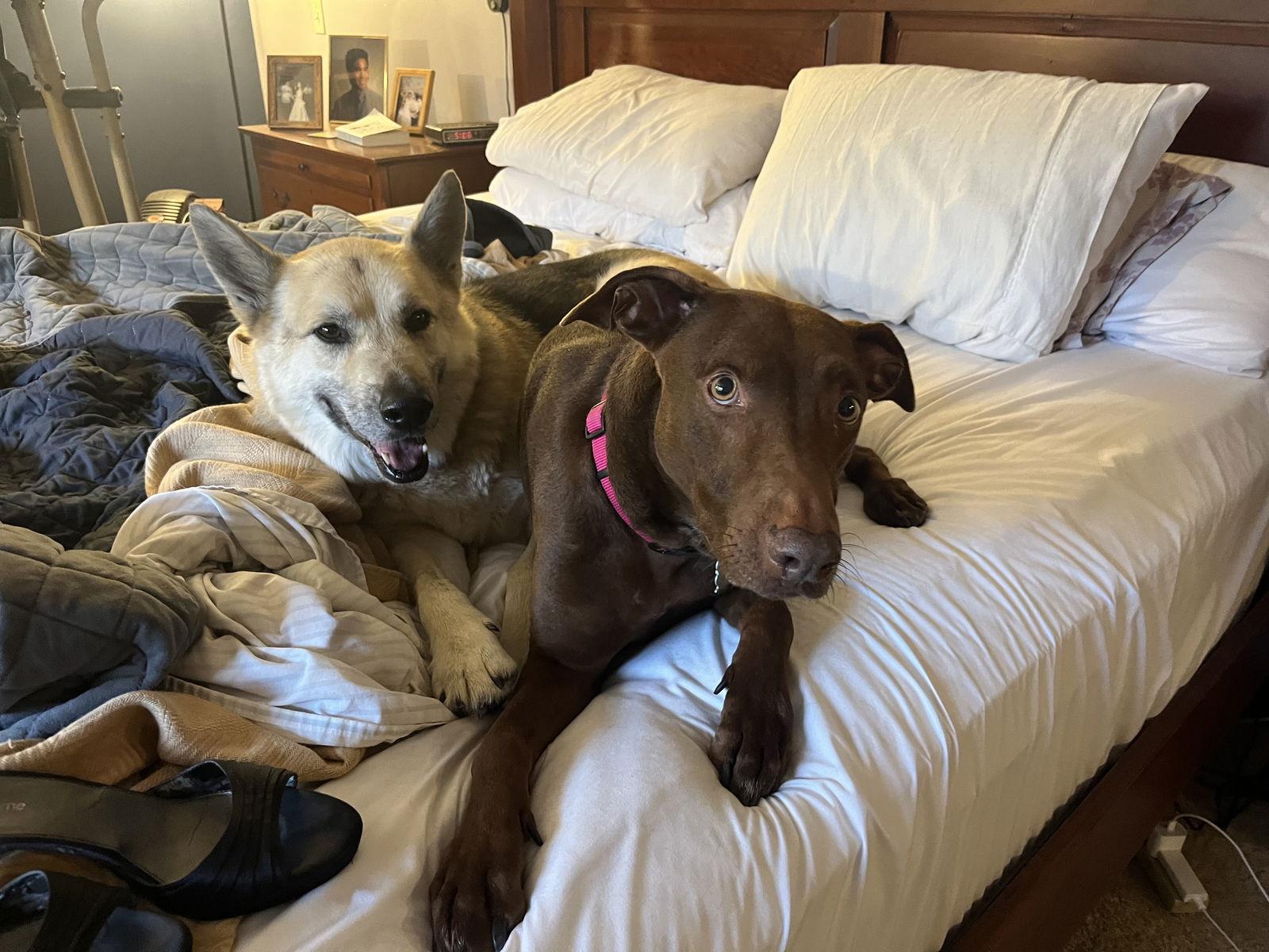 Enlarge Maggie, a Adoptable mixed breed in Minneapolis, MN image 3/3