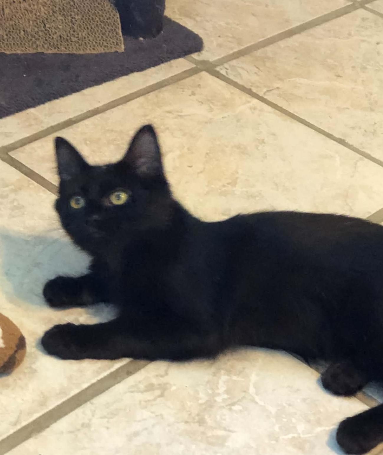 Ozzy, Adoptable, Young Male Domestic Medium Hair.