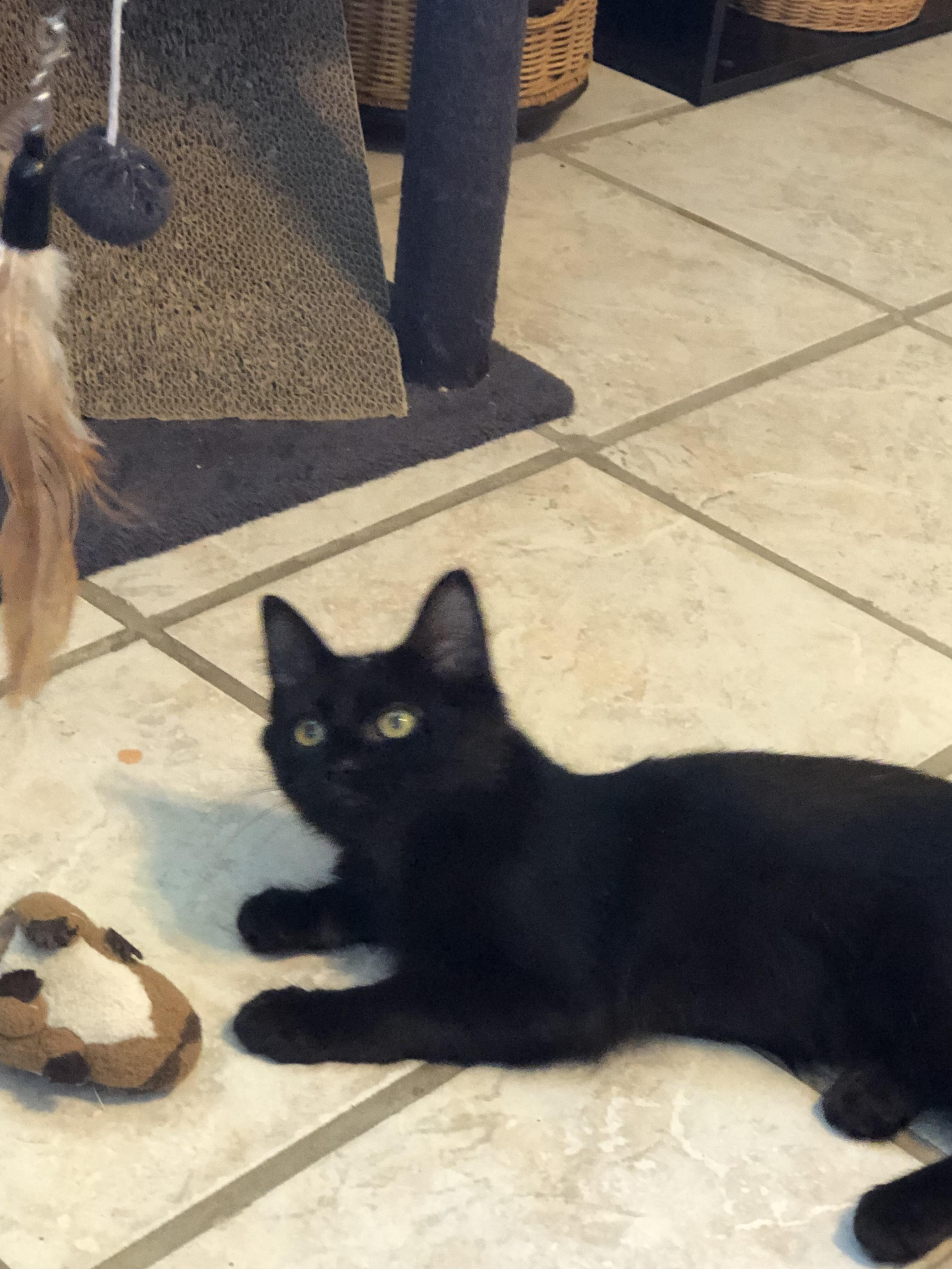 Enlarge Ozzy, a Adoptable Domestic Medium Hair in Ormond beach, FL image 2/2