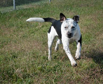 London, a Adoptable mixed breed in Beatrice, NE image 1/2
