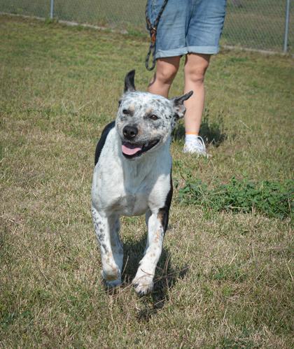 London, a Adoptable mixed breed in Beatrice, NE image 2/2